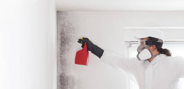 Best Office Mold Removal Services  in Whiteville, NC